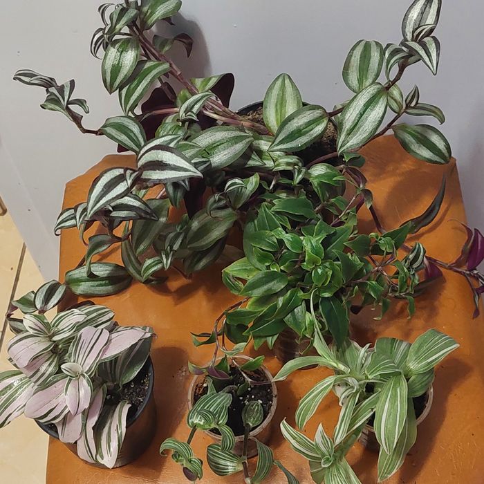 Пропоную до продажу кімнатні квіти вирощені в домашніх умовах