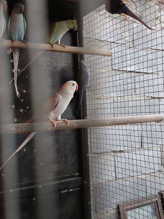 Ring Necks 2025 e outros