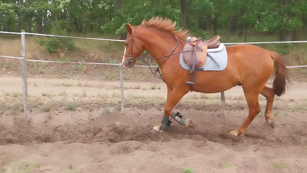 Niemiecki Koń Sportowy