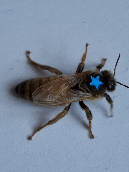 Opalitki matki pszczele