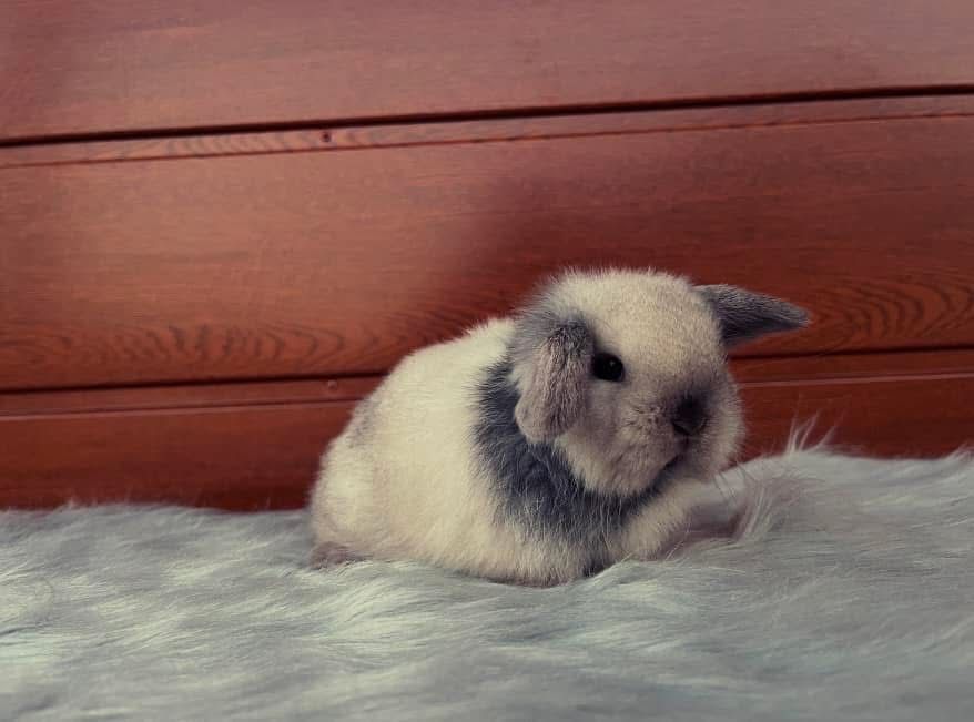 Karzełek Baranek/Mini Lop - Rodowód/Metryka Królik Króliki