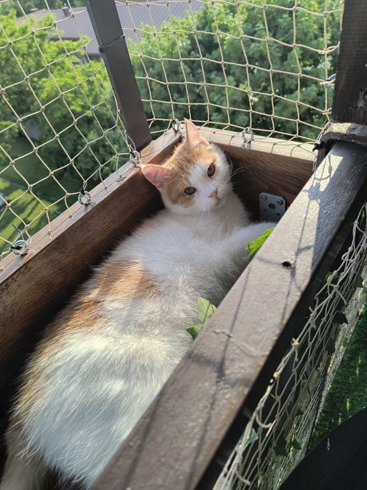 Przecudny Pinokio czeka na adopcje