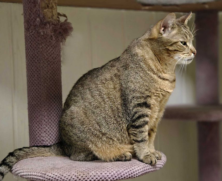 Ласкавий котик-смугастик Мускат шукає дім (1,5 р.). Кастр. Кот