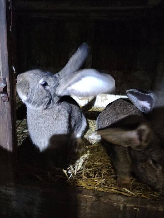 Króli samce i samice olbrzymy belgijskie