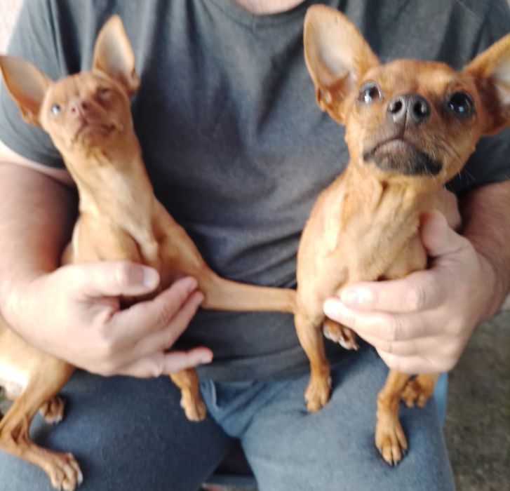 Хлопчики той терьера