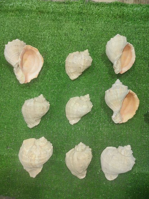 Продам ракушки рапана