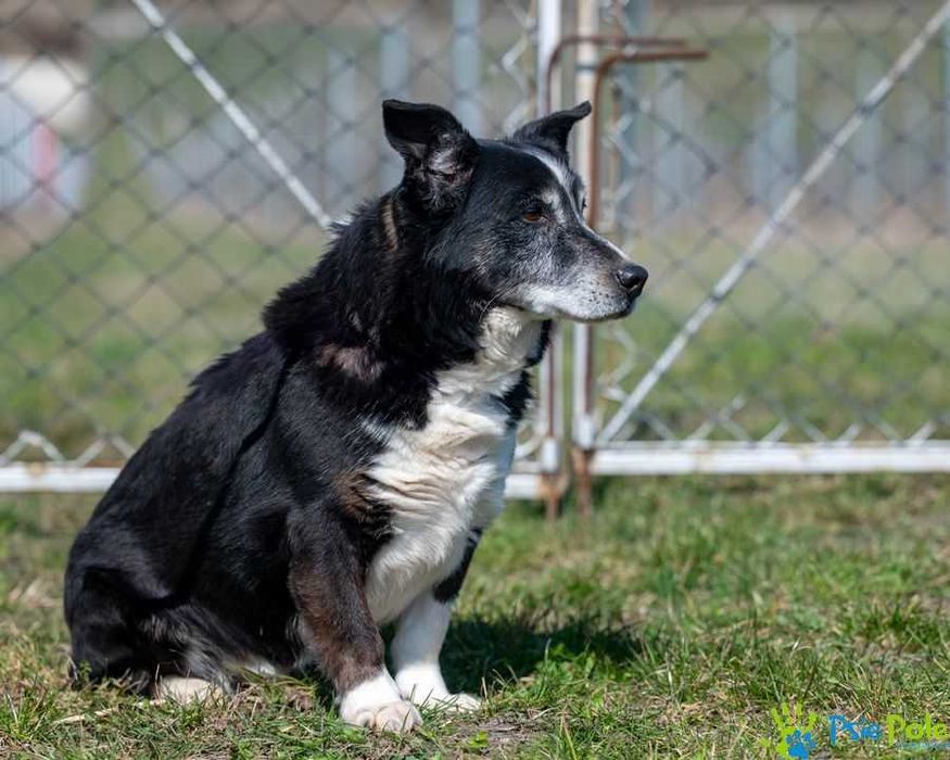 Uroczy grzeczny CASANOVA