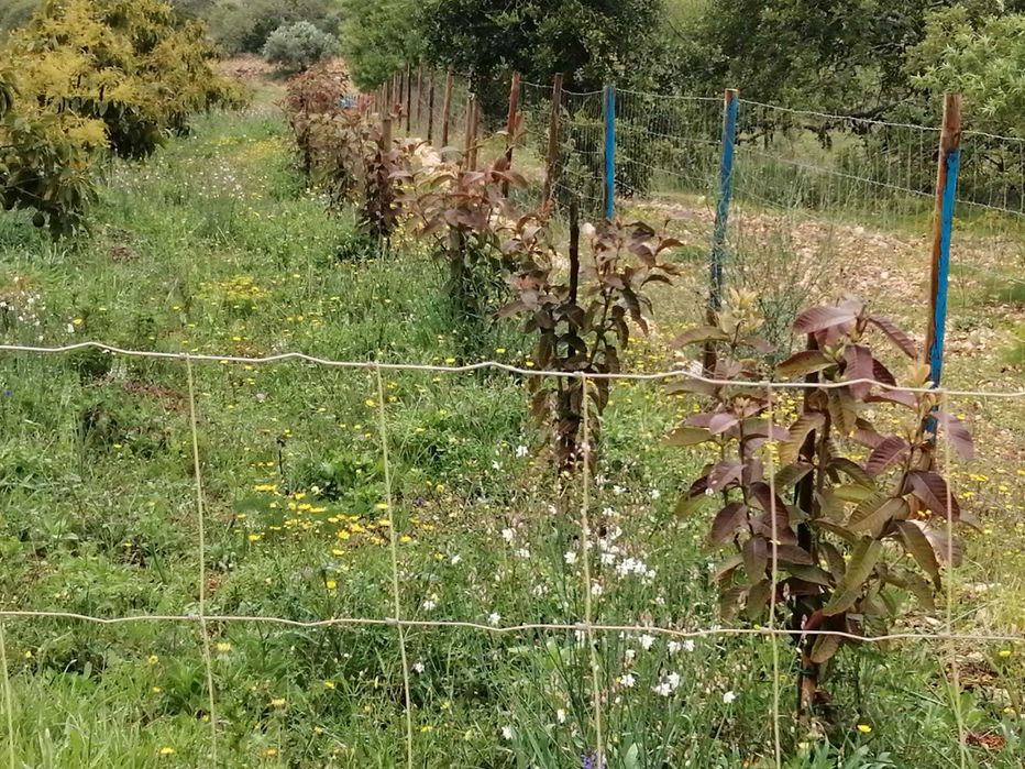 Terreno para venda em Silves com agua de furo e eletricidade