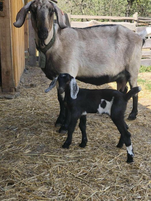 Koza  mix AN z mlekiem