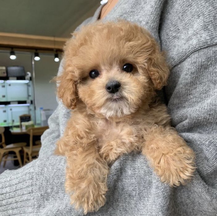 Maltipoo мальтипу мини