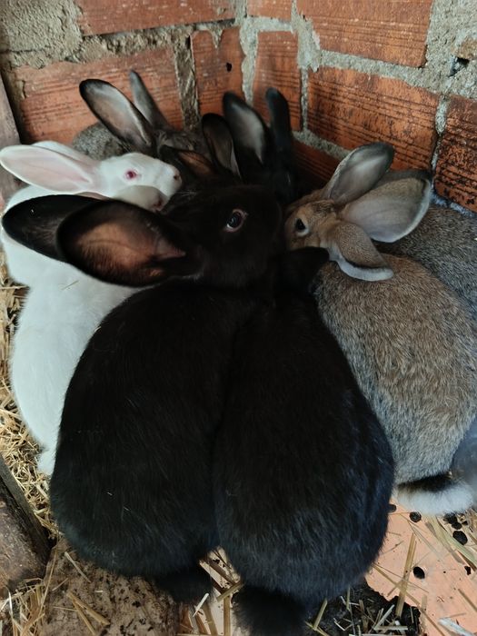 Coelhos  caseiros