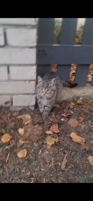 Oddam koty stajenne w dobre ręce.