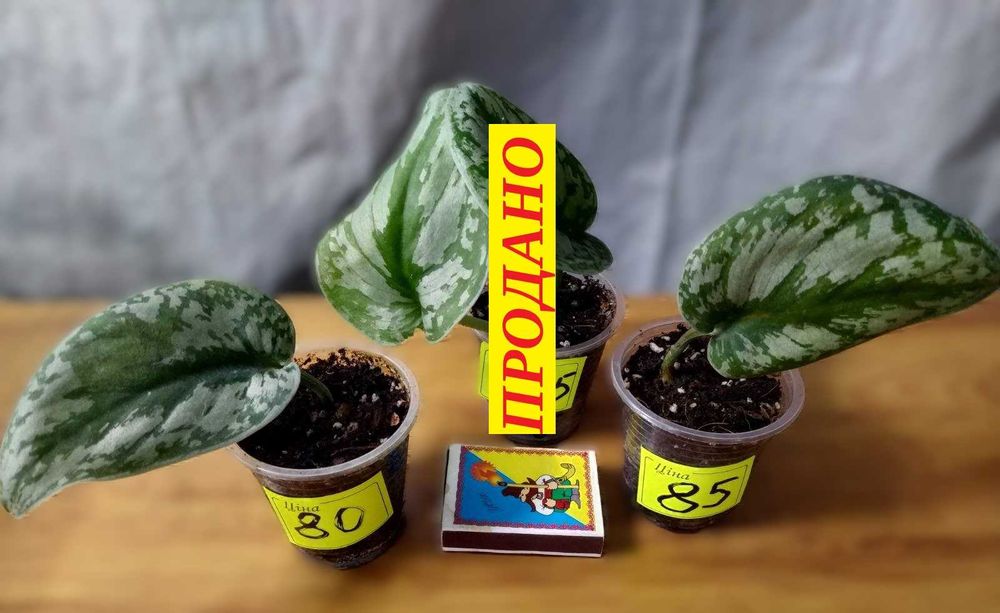 ‼️Колекція епіпремнумів/сциндапсусів