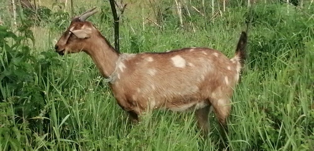 Козочка нубійка 50 % альпійка 50 % кітна