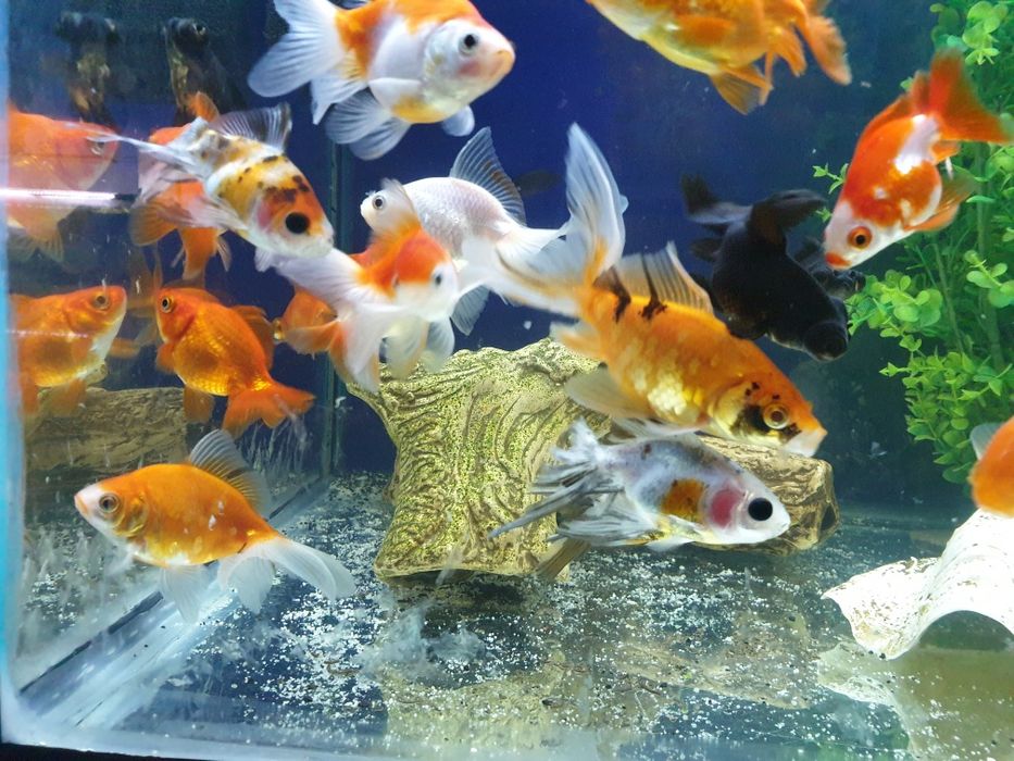 Welony młode 10cm.kilka odmian