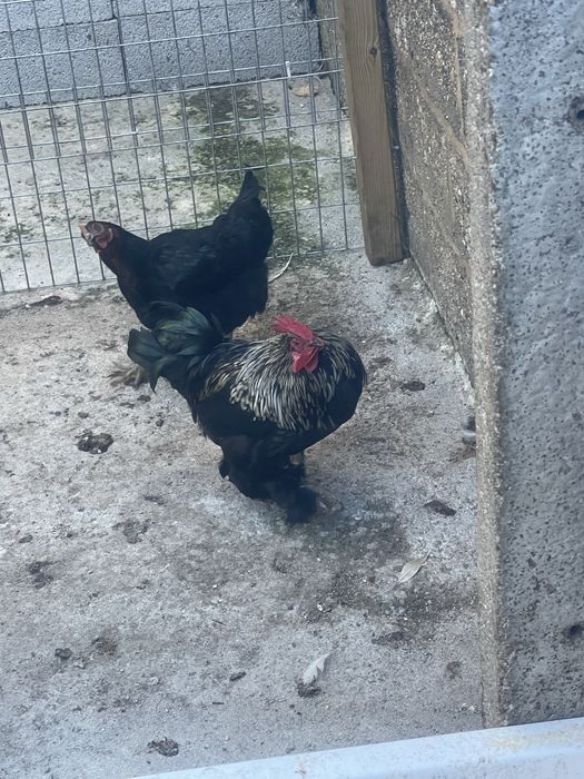 Galos de raça e pato corredor