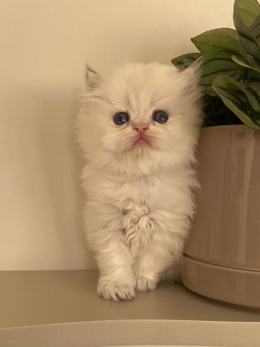 British longhair