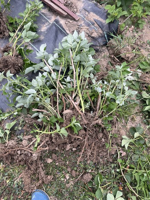 Sadzonki malin polana