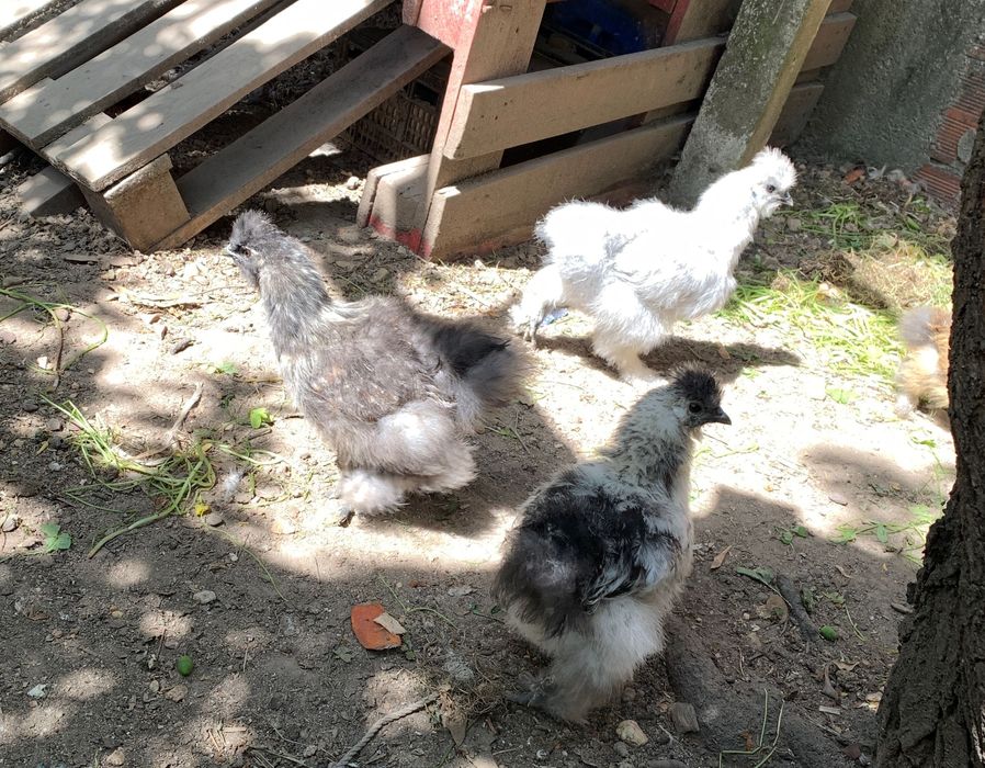 Sedosas de Japão,  com 2  meses