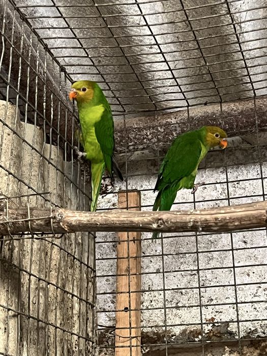 Casal loris Eutelles