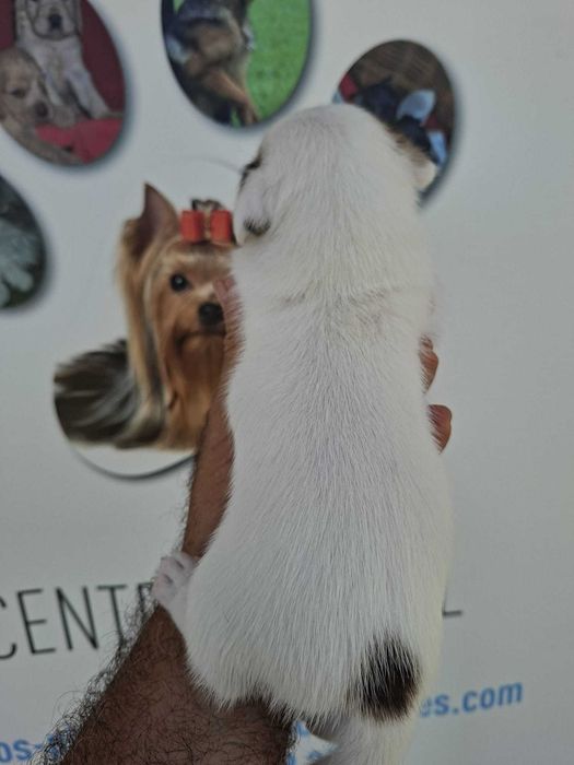 Jack Russel Terrier com LOP