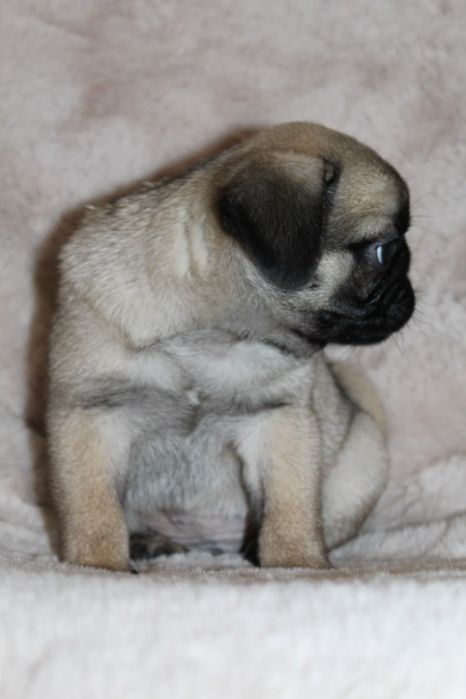 Мопсюлі красотулі