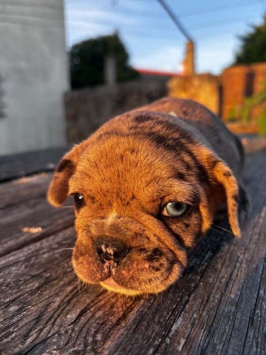 Buldogue francês merle menina