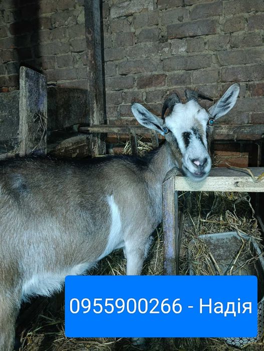 Коза. Продам добру кізоньку