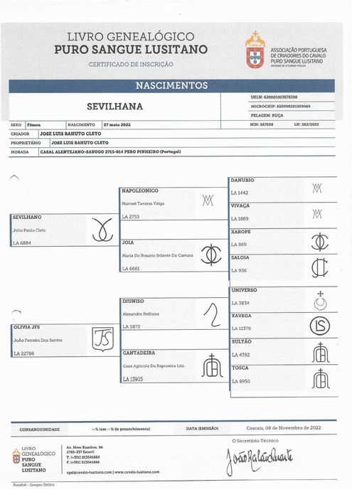 Poldra Lusitana Pura