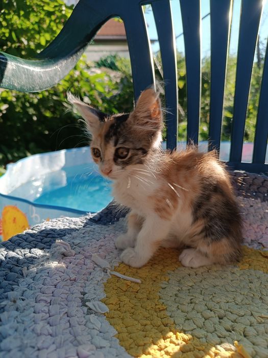 Котята , якщо ви мріяли про маленьку радість, то таке чудо не дасть вам засумувати