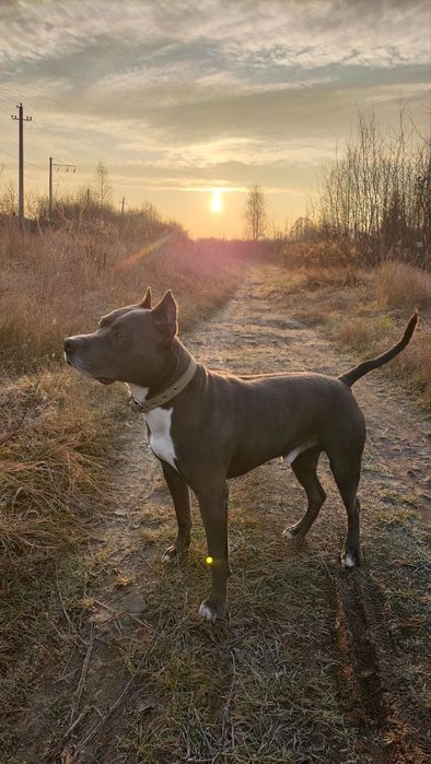 Американський піт-бультерєр стафф пітбуль шукає наречену в'язка Ковель