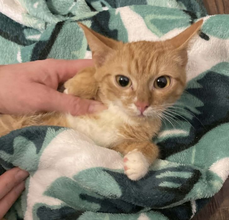 Małe kotki szukają domków