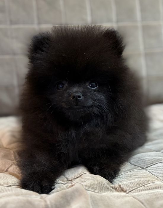 Pomeranian - szpic miniaturowy