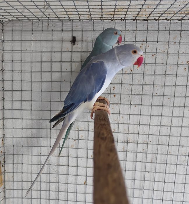 Ring necks novos e adultos