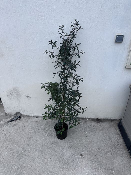 Eugenia Myrtifolia Newport 100-120CM