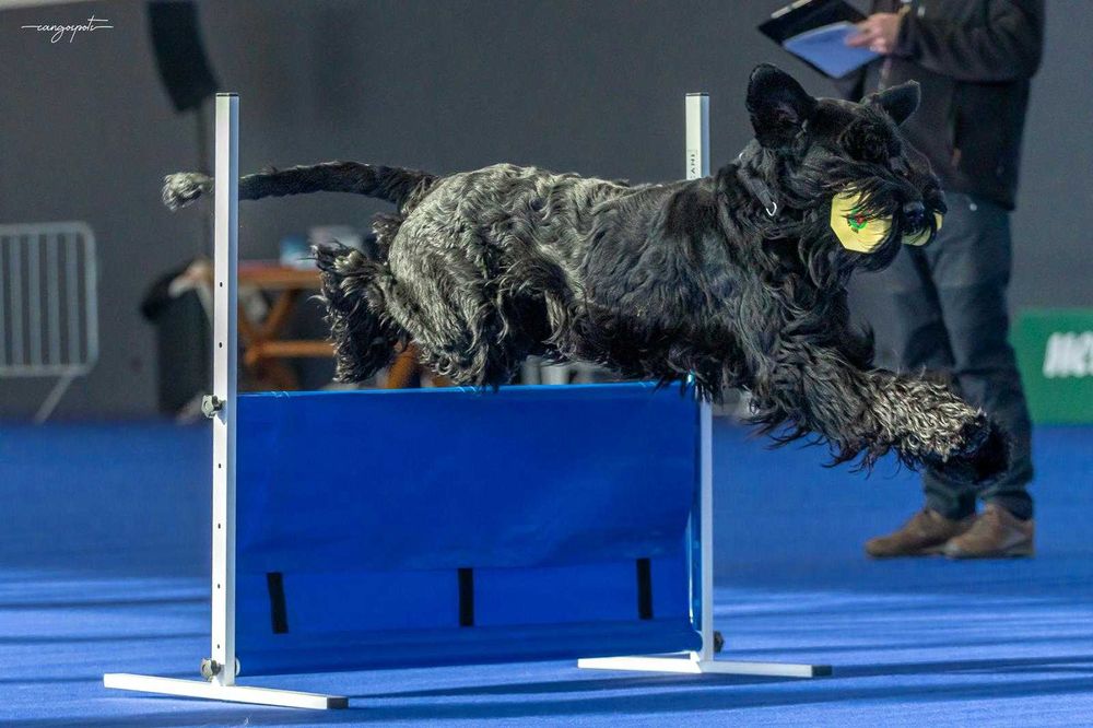 Fêmea Schnauzer Gigante – Criadores Certificado - Excelente Linhagem