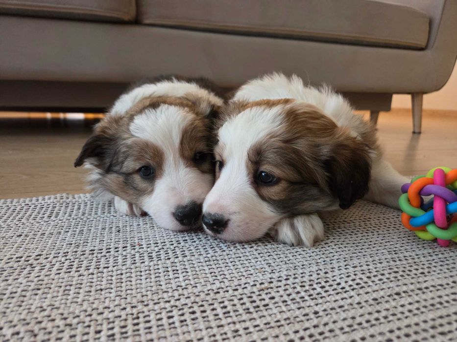 Cudowna suczka Border Collie - Zara !!