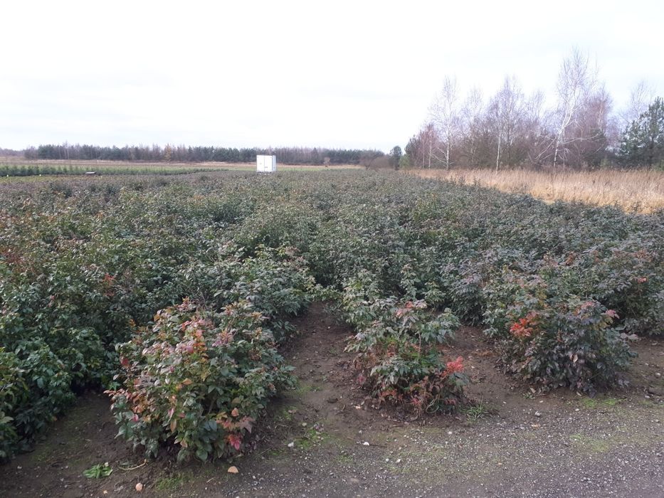 Mahonia pospolita