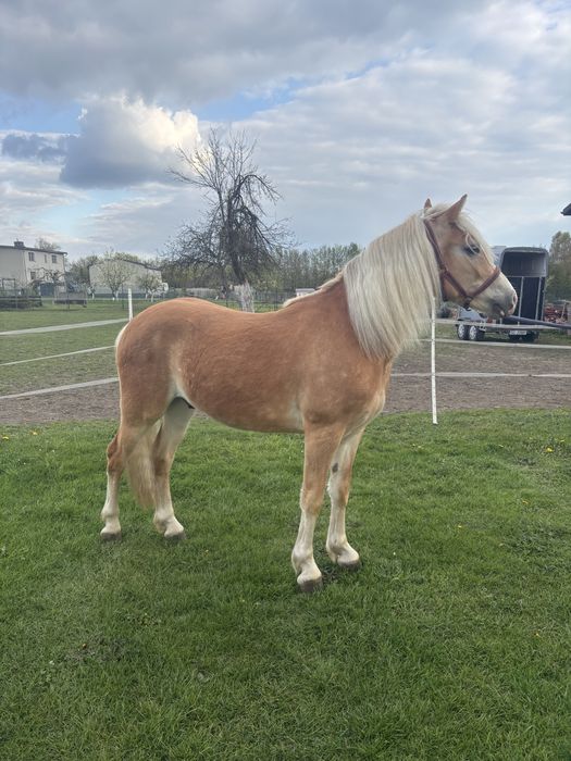 Wałach haflinger