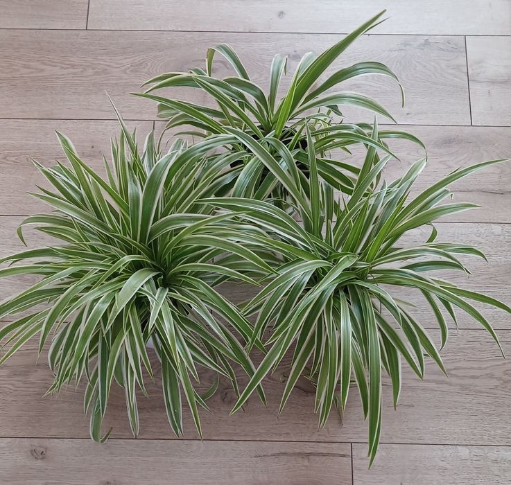 Хлорофітум океан