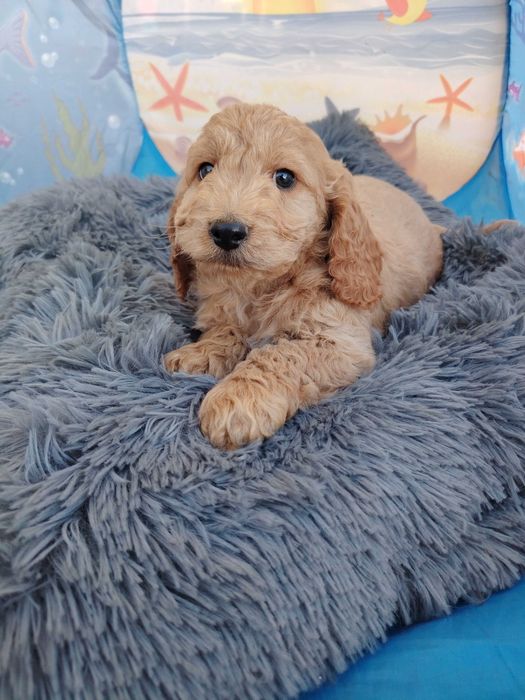Cockapoo szczeniak