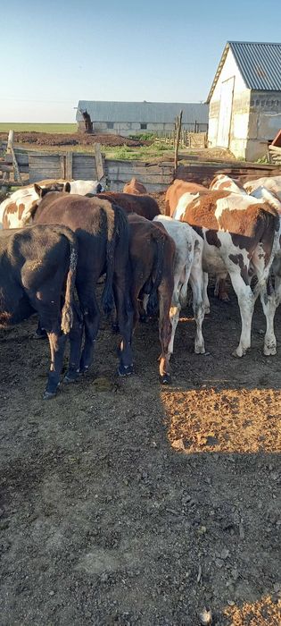 Продам дойное стадо, молодняк больше 80 голов.