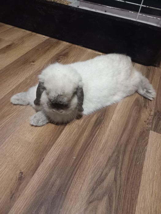 Samiec mini lop szuka domu