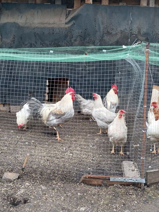 Яйця на інкубацію легорн Ізабелла