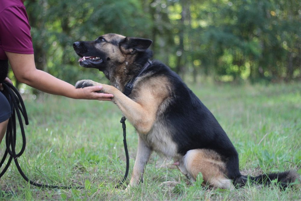 Mądry, wspaniały i przyjacielski pies na tropie domu!