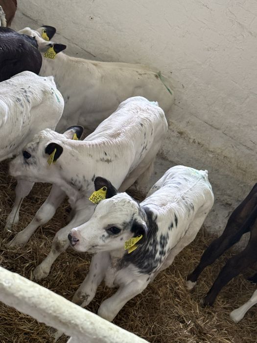 Sprzedam byczki oraz jalowki