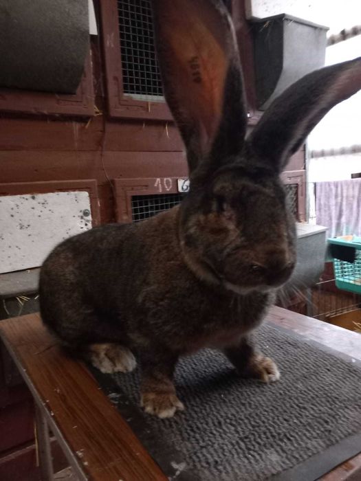 Belgijski Olbrzym Szary samiec