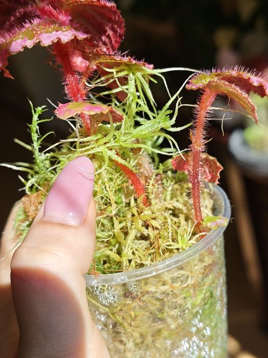 Begonia fulvovillosa, u012, бегонія