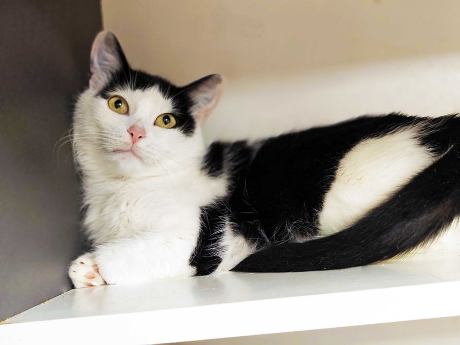 Добра і позитивна киця Мія подарує ніжність і любов новому господарю