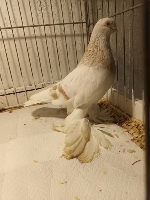 Gołąb. Blauwinder 25 .samczyk